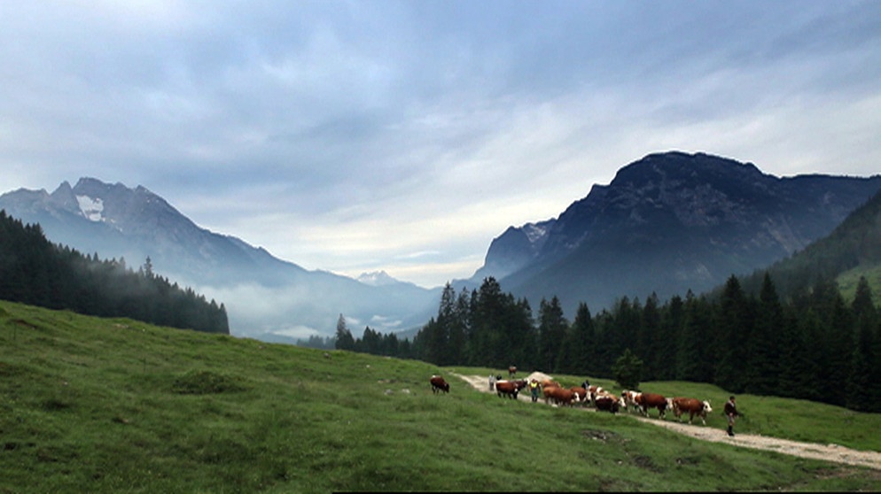 Anfang Juni bringt die Familie Kuchelbauer ihre Kühe vom Kederbacherlehen auf die Niederalm. | Bildquelle: BR