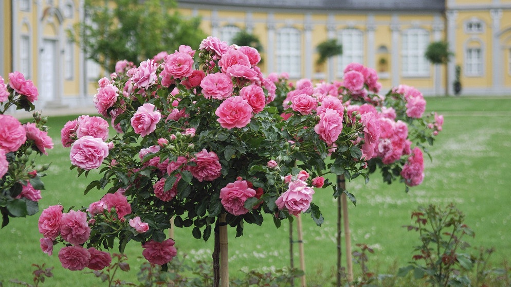 Rosa blühende Stammrosen | Bildquelle: Picture alliance/dpa