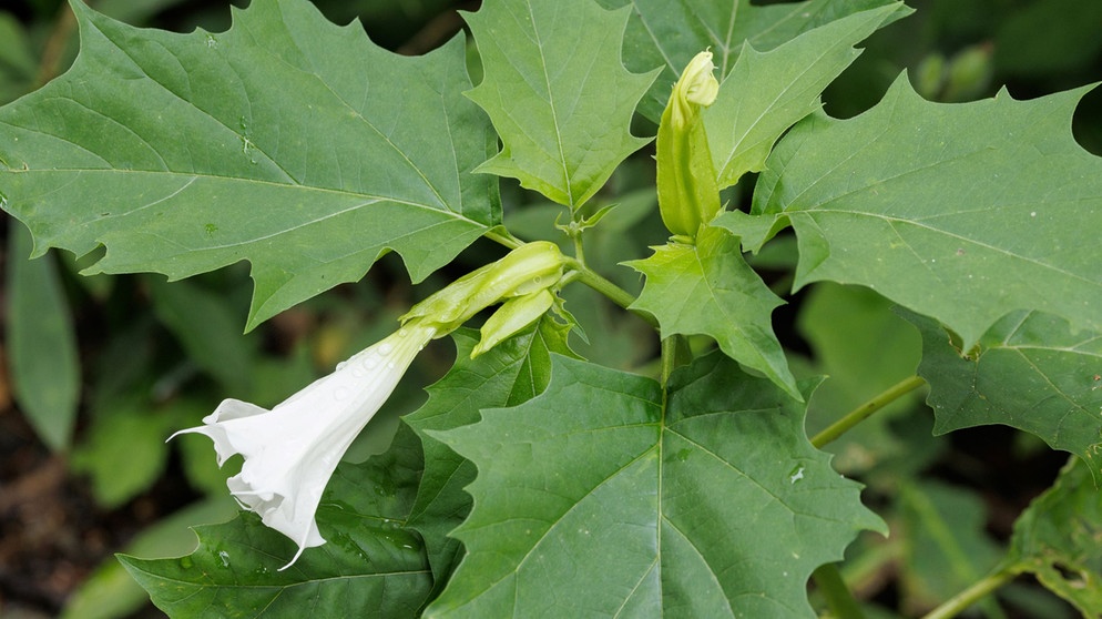Weisse Blüte des Stechapfels | Bildquelle: Picture alliance/dpa