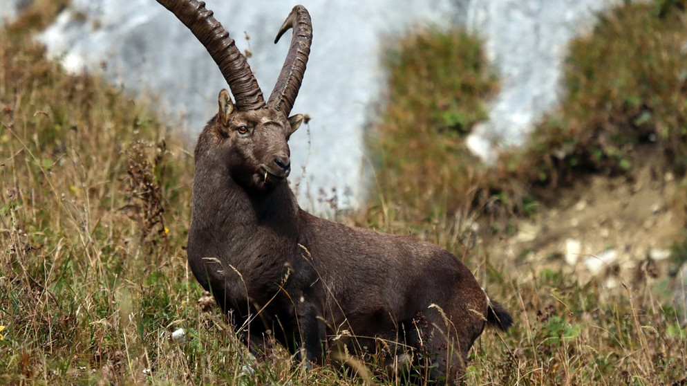 Ein älterer, kräftiger Steinbock an der Südseite der Benediktenwand genießt im Herbst die Abendsonne und käut wieder. | Bildquelle: Markus Schmidbauer