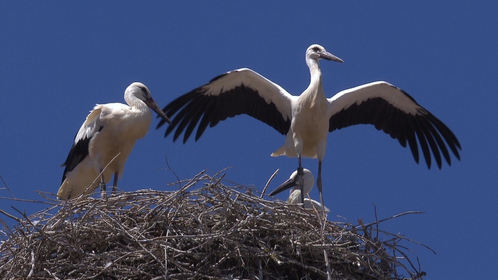 Die Jungstörche trainieren ihre Flügel, sind sie kurz vor dem Ausfliegen. | Bildquelle: BR