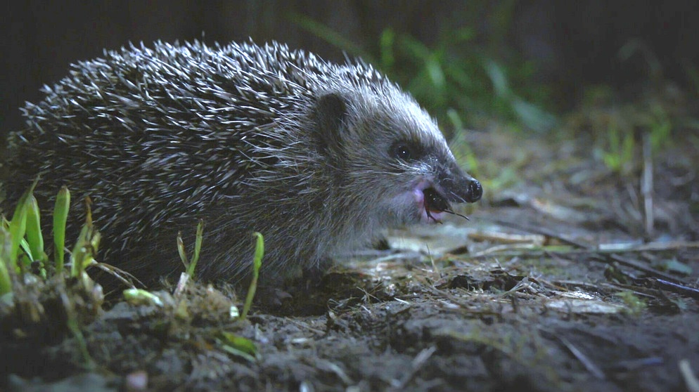 Igel kennt doch jedes Kind! Wirklich? Oft leider nur überfahren auf der Straße. Dabei leben die stacheligen Mitbewohner mitten unter uns, wenn man sie lässt. Denn leider macht es ihnen der Mensch immer schwerer. | Bildquelle: BR