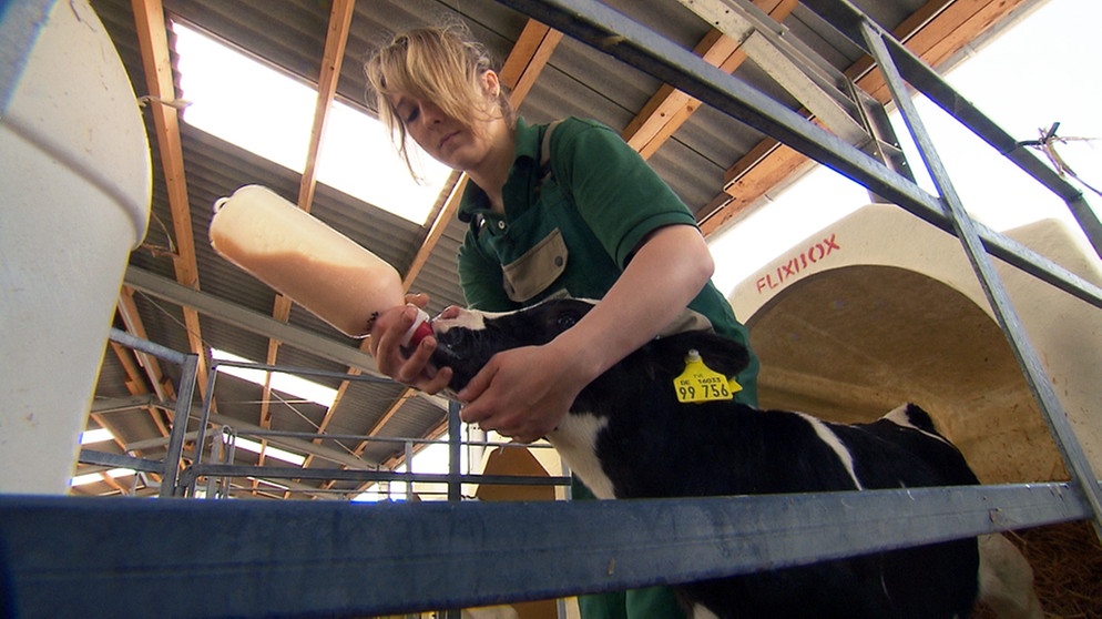 Tierwirt Rinderhaltung | Bildquelle: BR