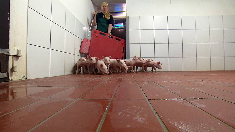 Tierwirt Schweinehaltung | Bildquelle: BR
