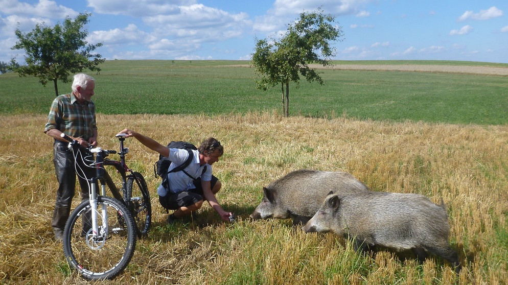 Autor Florian Guthknecht beim Wildschweinmann in Steinbach an der Heide - mit zwei Wildschweinen auf dem abgemähten Feld. | Bildquelle: BR / Florian Guthknecht
