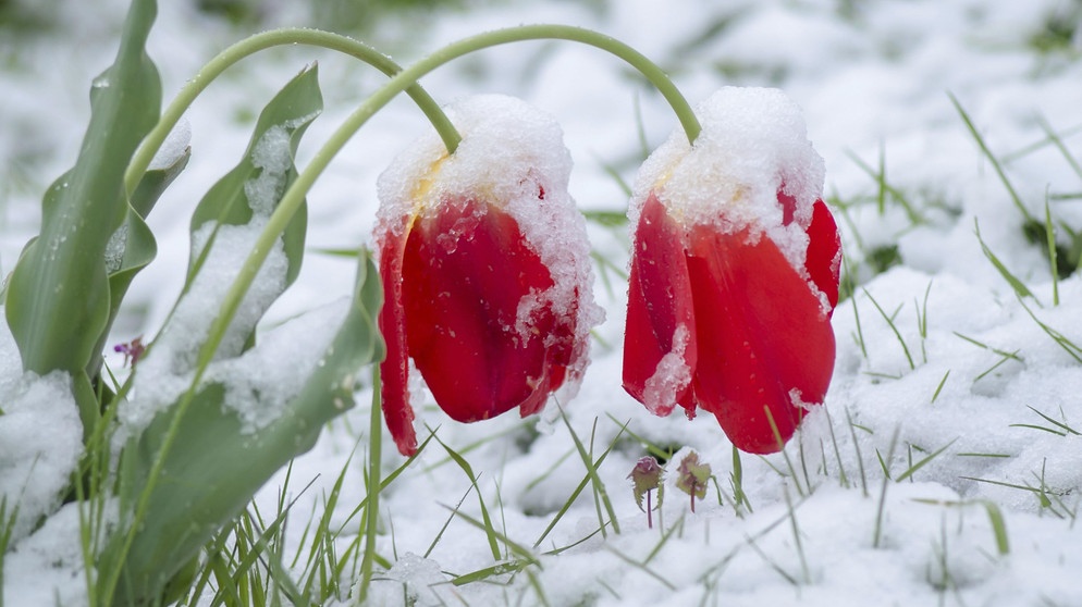 Rote Tulpe im Schnee | Bildquelle: Picture alliance/dpa
