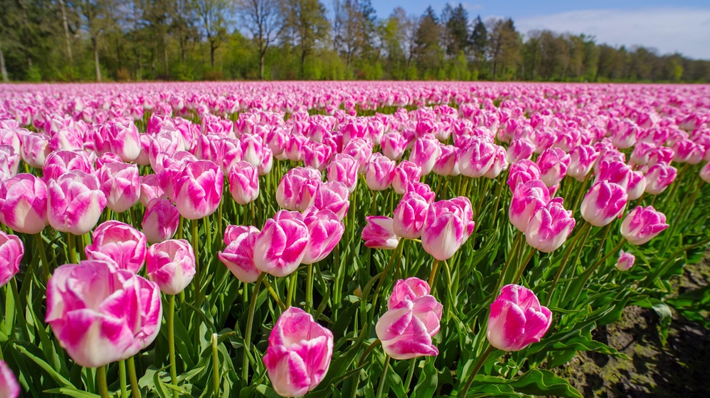 Feld voller rosa Blüten | Bildquelle: Picture alliance/dpa