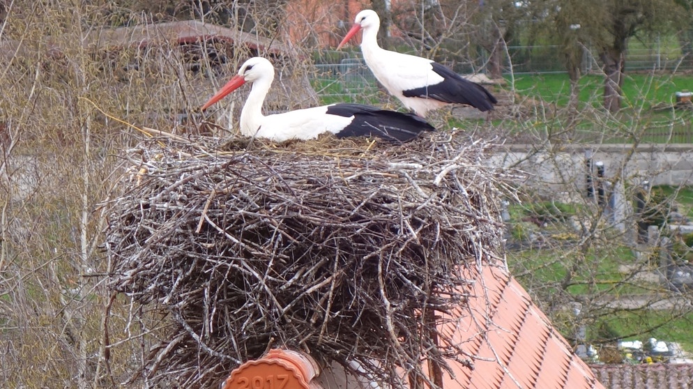 Im kleinen Ort Uehlfeld im Aischgrund leben im Sommer über 250 Störche. Aber die Störche hinterlassen auch viel Dreck und ihre Horste sind bis zu 800 Kilo schwer. Als Bauplatz besonders beliebt ist, neben den Dächern, die Uehlfelder Kirche. | Bildquelle: BR/Angelika Vogel
