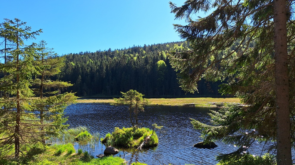 Frühling am Kleinen Arbersee. Er ist ein Juwel in der waldreichen Landschaft des Lamer Winkels und eine Besonderheit im Naturpark Oberer Bayerischer Wald: der Kleine Arbersee. Zu Zwecken der Holztrift wurde der See einst angestaut, dadurch haben sich Moorfilze vom Grund gelöst, schwimmende Inseln entstanden. | Bildquelle: BR/Brigitte Kornberger