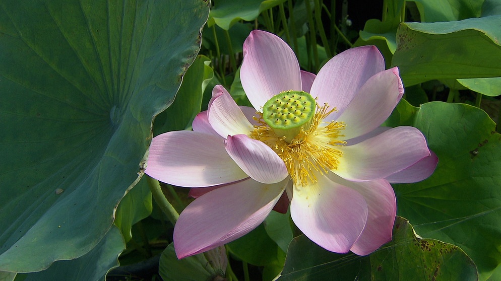Eine Lotosblume in der Wassergärtnerei von Werner Wallner. | Bildquelle: BR/Arnd Frenger