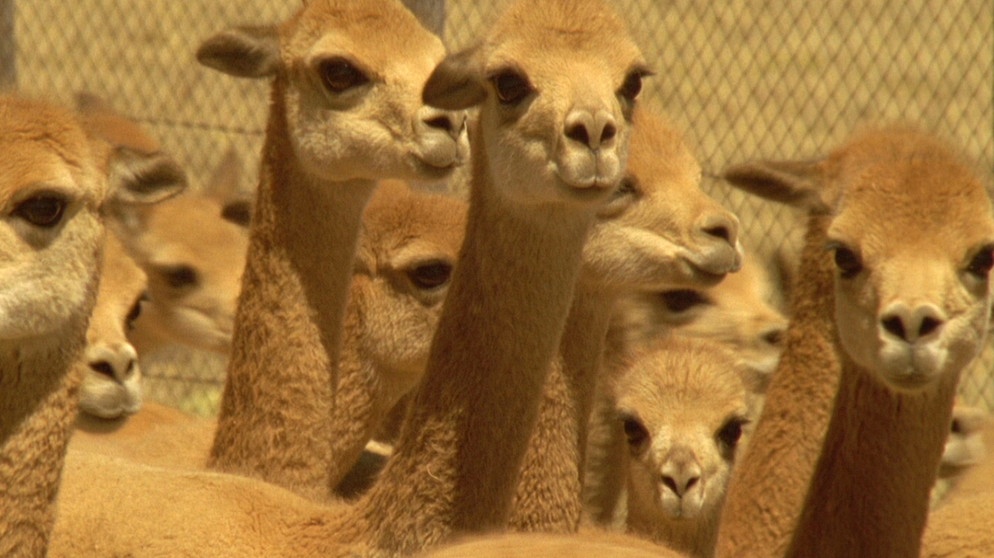 Tiere der Anden: Vicunja | Bildquelle: BR