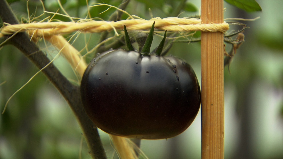 Black Beauty - die dunkelste Tomate der Welt. | Bildquelle: BR/Christian Meckel