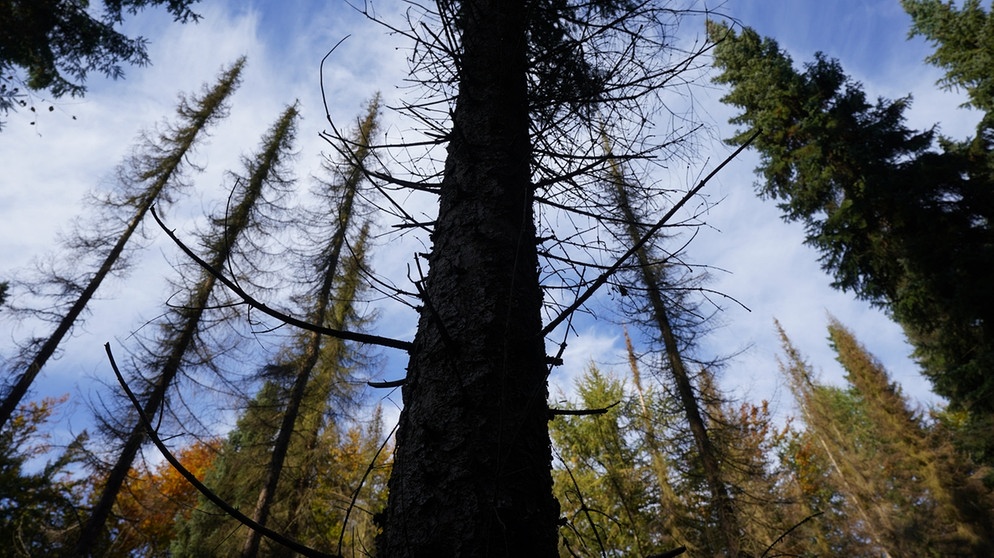 Wald | Bildquelle: dpa-Bildfunk/Marcus Brandt