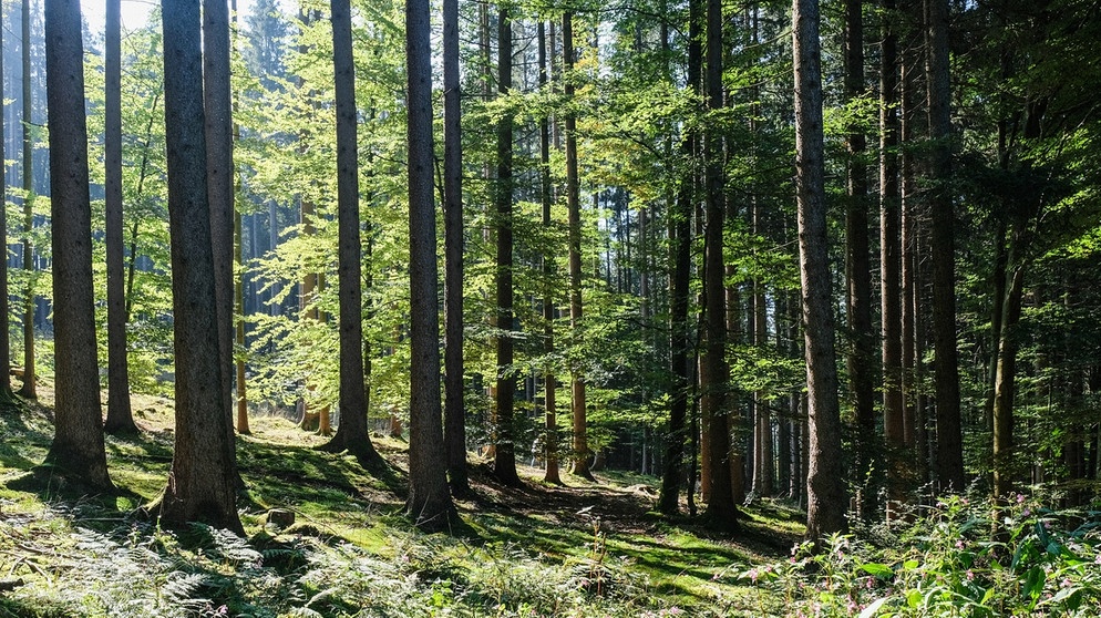 Bäume im Wald. | Bildquelle: BR/Johanna Schlüter