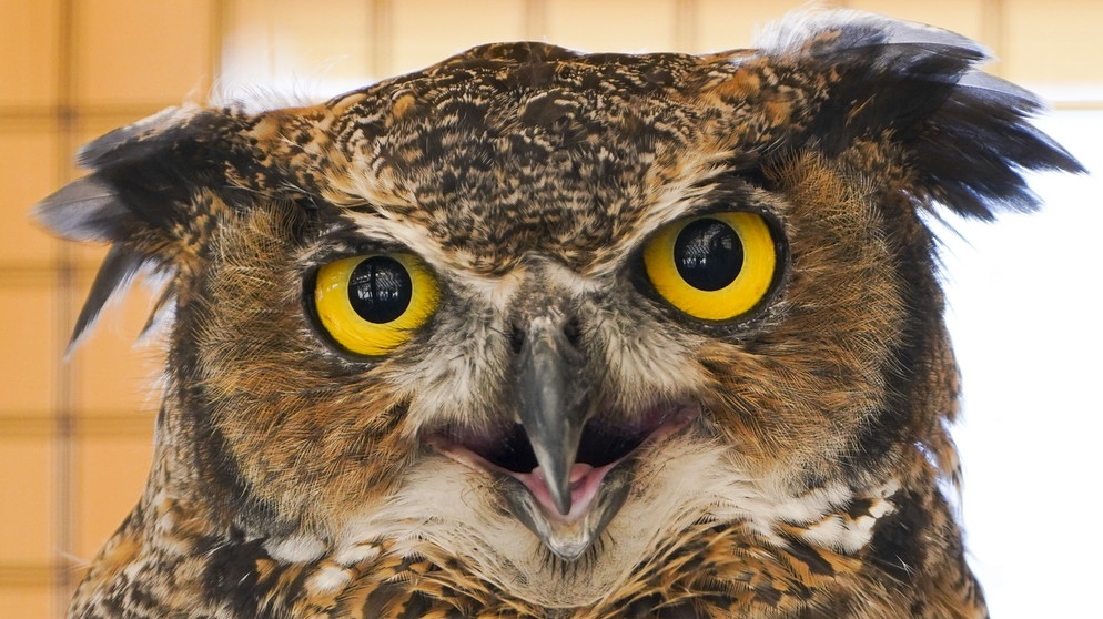 HE CANADIAN PRESS 2021-07-28. A male Great Horned Owl named Max looks out of his enclosure during the opening of Owls Rendez-vous at the Canadian Museum of Nature in Ottawa on Wednesday, July 28, 2021. The exhibition features a Great Horned Owl, a Barn Owl, two Snowy Owls, a Eurasian Eagle-Owl, as well as a Bald Eagle. THE CANADIAN PRESS/Sean Kilpatrick URN:61247825 | Bildquelle: picture alliance / empics | Sean Kilpatrick