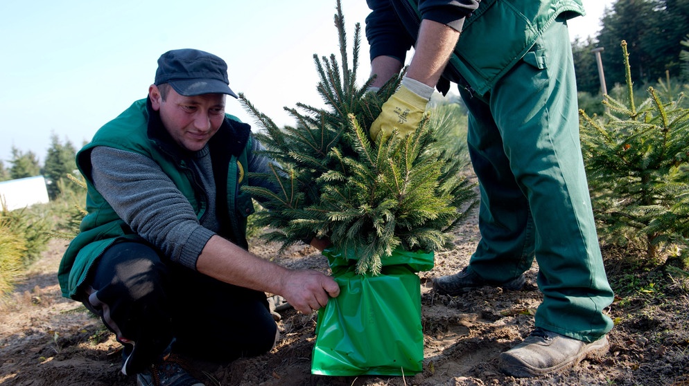 Kleiner Weihnachtbaum im Topf wird verpackt | Bildquelle: Picture alliance/dpa
