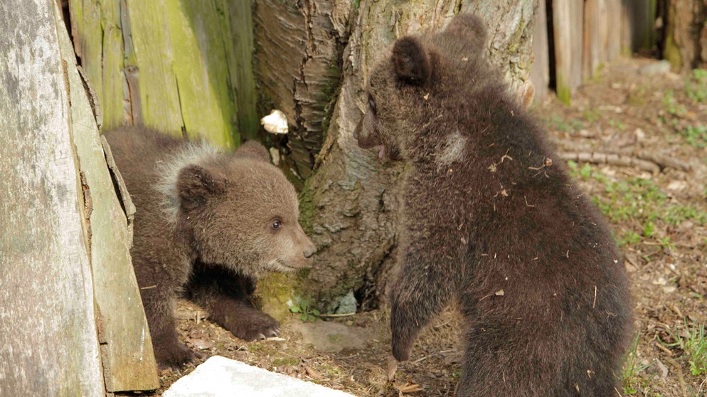 Im Januar 2013 wird eine Bärin an der Grenze zu Tschechien tot aufgefunden, wahrscheinlich erschossen. Die Spuren der Bärin führen im Schnee zu einer Felshöhle, in der zwei Jungtiere liegen. Die werden zu Vaclav Chaloupek, einem tschechischen Tierschützer und Naturfotografen, der schon mehrfach verwaiste Bären aufgezogen hat, gebracht. | Bildquelle: BR/Angelika Sigl