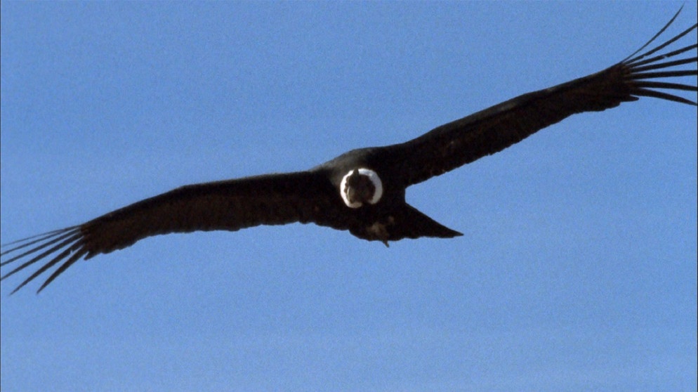 Noch vor 10.000 Jahren gab es in den Anden Kondore (im Bild) mit einer Flügelspannweite von sieben bis acht Metern. Heute messen sie maximal drei Meter. Der Kolibri, der mit dem Kondor in "atemberaubenden Höhen" lebt, ist dagegen winzig klein und wirkt unglaublich zerbrechlich. Und es scheint, dass er mit den Widrigkeiten dieser rauen Natur verblüffend gut umgehen kann. In "Welt der Tiere" wird nach den Gründen gesucht. | Bildquelle: BR/Angelika Sigl