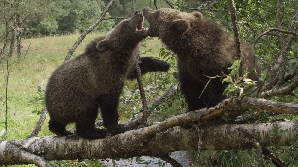 Der Zuschauer ist in der dritten Folge des Vierteilers dabei wie die Bären die Natur erforschen. Das machen sie mit viel Überlegung und vor allem das Weibchen, mit Klugheit. Das Männchen sielt mit seiner Kraft und trainiert, das was er später als "Mann" können muss: imponieren und Rivalen ausschalten. Dabei ist ihm seine Schwester eine gute Lehrmeisterin, wenn auch nicht adäquate Sparring-Partnerin. | Bildquelle: BR/Angelika Sigl