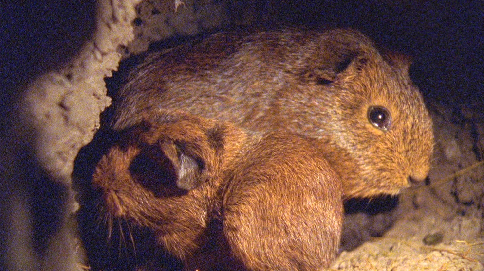 Die wilden Meerschweinchen sind selten geworden. Man muss ganz hoch in die Berge von Ecuador oder Peru gehen, um sie zu finden. Doch es lohnt sich, diesen herrlichen Lebensraum mit seinen Bewohnern, vor allem mit dem brummigen Nachbarn der wilden Meerschweinchen, zu besuchen. | Bildquelle: BR/Matthey Film