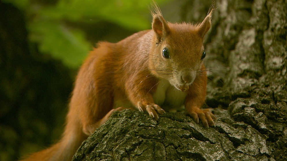 Eichhörnchen mit Nuss. | Bildquelle: BR/Uwe Müller