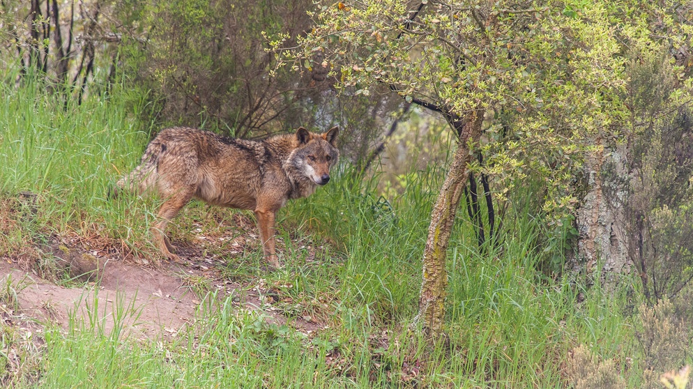Iberischer Wolf. | Bildquelle: BR/Bernardo Rebelo de Andrade