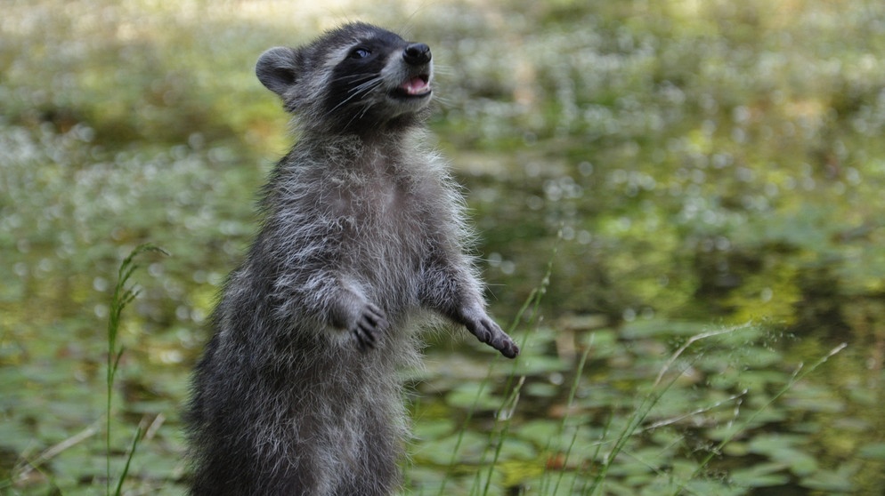 Der kleine Waschbär hat eine spannende Witterung aufgenommen. | Bildquelle: BR/Christoph Grosse