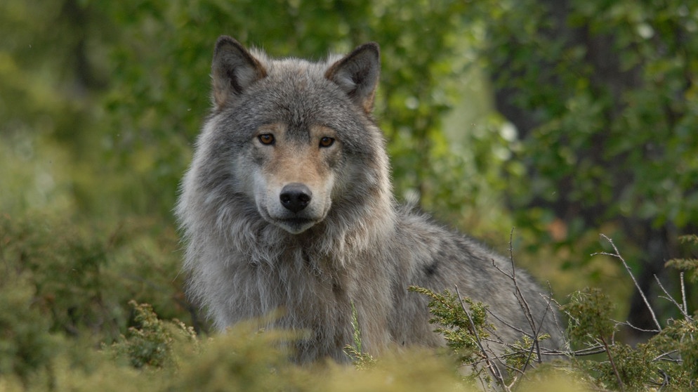 Obwohl der Norden Europas so viel dünner besiedelt ist als Mitteleuropa, scheint es selbst hier nicht genügend Platz zu geben für das wohl faszinierendste heimische Raubtier: den Wolf. | Bildquelle: BR/nautilusfilm
