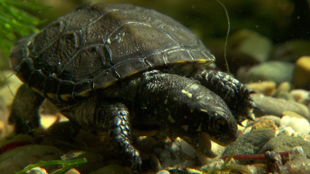 Ein Europäisches Sumpfschildkrötenbaby jagt eine Mückenlarve. | Bildquelle: BR/Markus Schmidbauer
