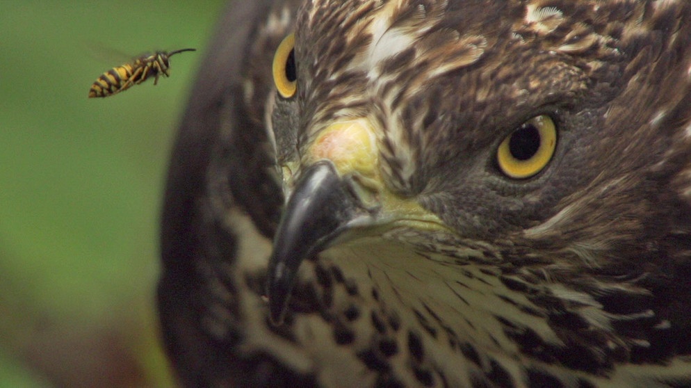 Wespenbussard | Bildquelle: BR