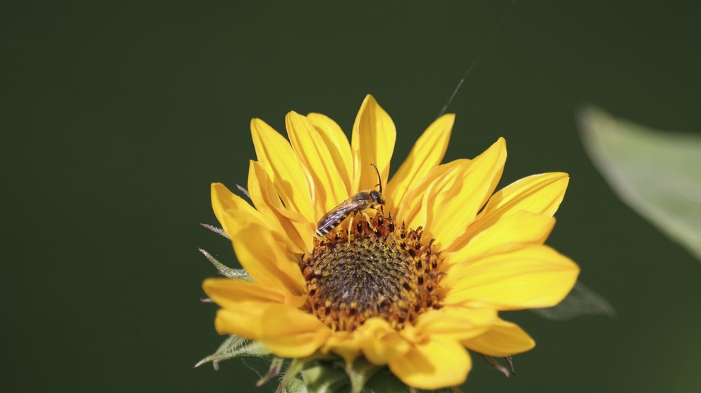 Gelbbindige Furchenbiene (Halictus scabiosae) auf gelber Blüte | Bildquelle: Picture alliance/dpa
