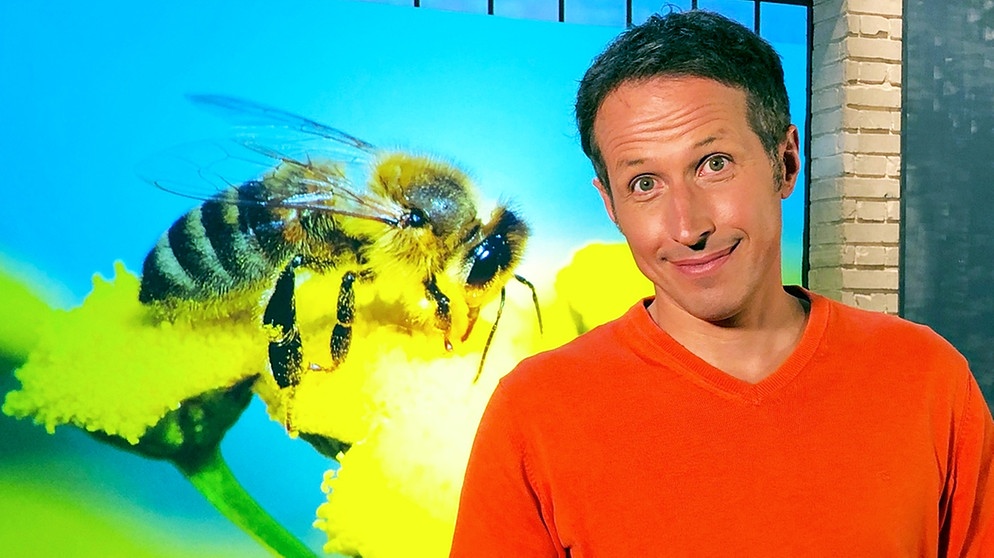 Willi Weitzel beschäftigt sich in der "Gut zu wissen"-Sendung mit der europaweit ersten Bienen-Genbank. | Bildquelle: BR/Gut zu wissen
