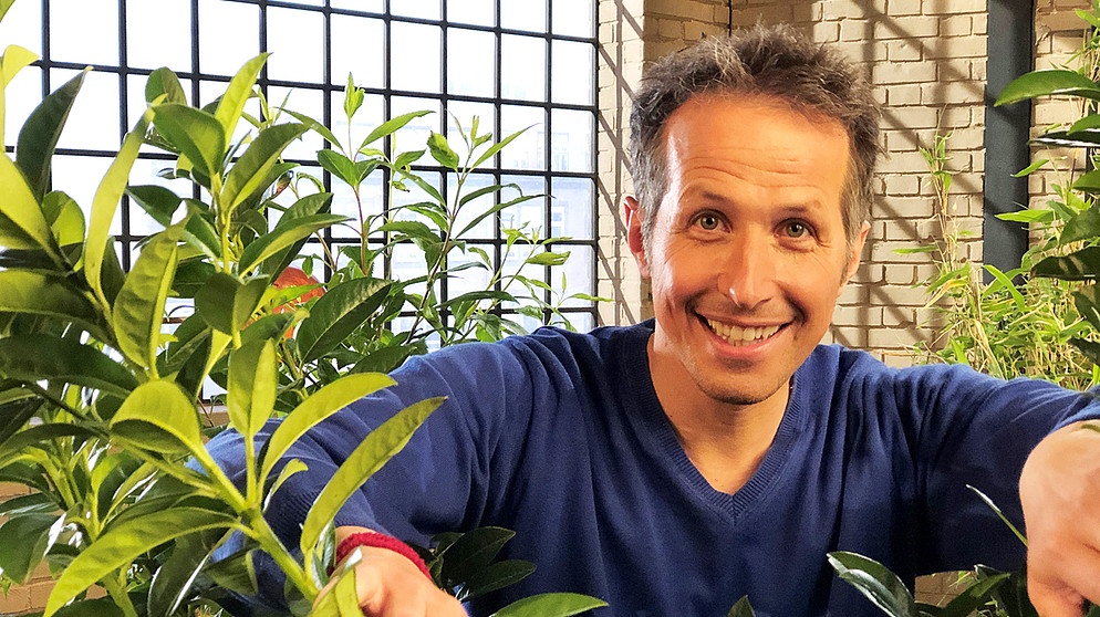 "Gut zu wissen"-Moderator Willi Weitzel mit Pflanzen im Studio.  | Bildquelle: BR/Gut zu wissen