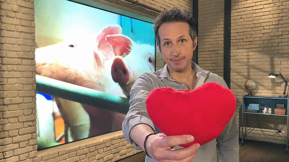Willi Weitzel hält ein rotes Plüschherz in der Hand. Gut zu wissen beschäftigt sich mit der Fragen, ob Schweineherzen als Ersatzorgan für Menschen taugen? | Bildquelle: BR/Gut zu wissen