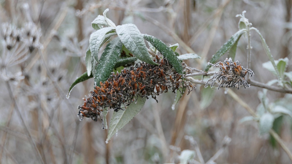 Sommerflieder im Winter | Bildquelle: Picture alliance/dpa