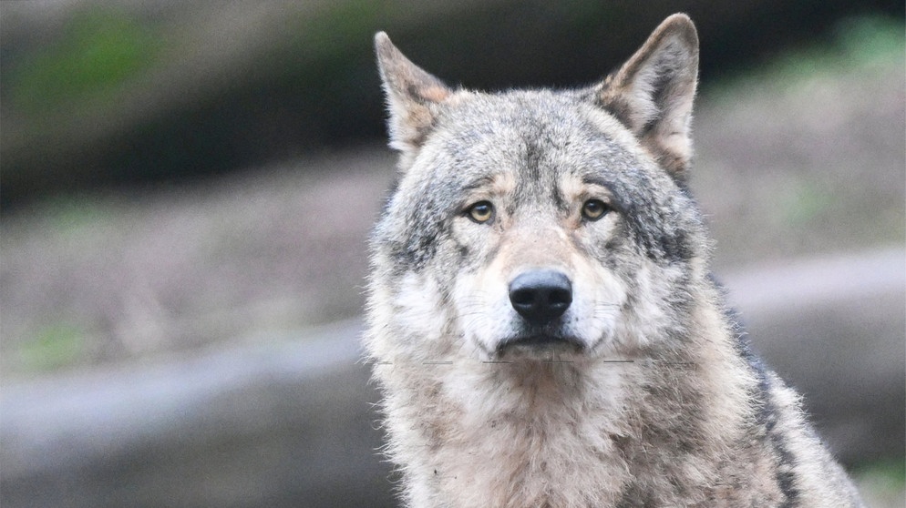 Ein Wolf wartet in seinem Gehege auf Futter.  | Bildquelle: dpa-Bildfunk/Bernd Weißbrod