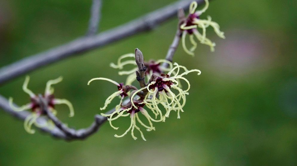 Blüte der Zaubernuss | Bildquelle: picture alliance/dpa