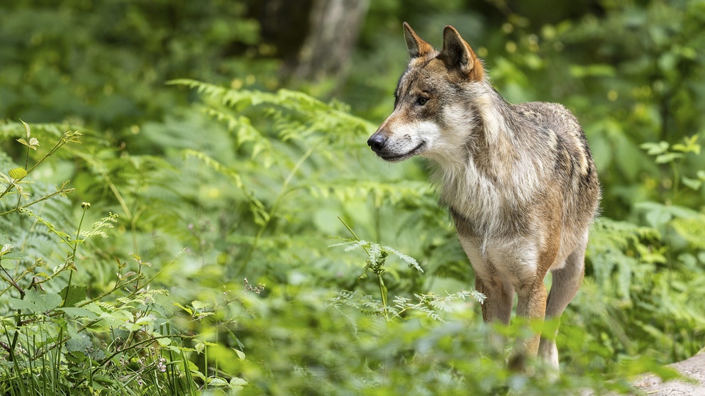 Ein erwachsener Wolf steht wachsam im Wald, umgeben von grünen Pflanzen, Europäischer Wolf (Canis lupus). Hat er genug Platz in der Natur?  | Bildquelle: picture alliance / imageBROKER | Ronald Wittek
