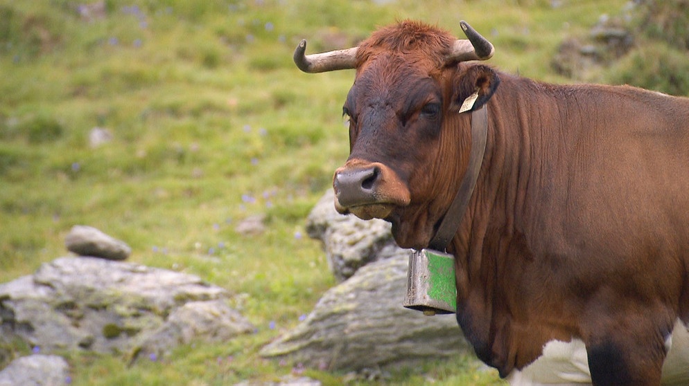 Das Tuxer Rind gehört zu den ältesten und robustesten Alpenrinderrassen. | Bildquelle: BR/Rupert Heilgemeir