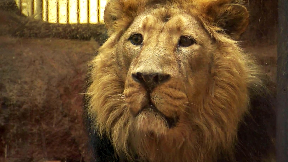 Der Asiatische Löwe Subali hinter einer Glascheibe im Nürnberger Zoo | Bildquelle: BR