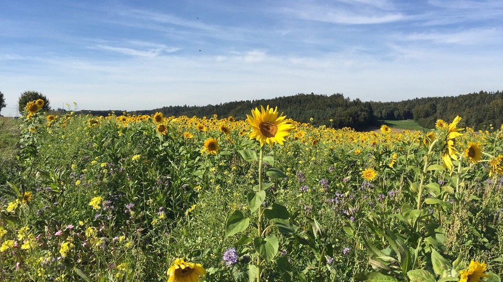 Landschaftlich ist das Wittelsbacher Land sehr vielfältig – im nördlichen Bereich teils hügelig und mit ordentlich Wald. | Bildquelle: BR