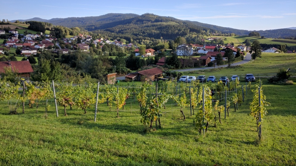 Bei Drachselsried gibt es den einzigen größeren Weinberg im Bayerischen Wald. | Bildquelle: BR