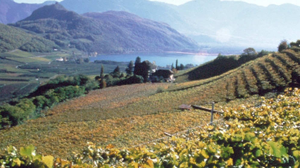 Obstblüte in Südtirol. | Bildquelle: BR/NDR