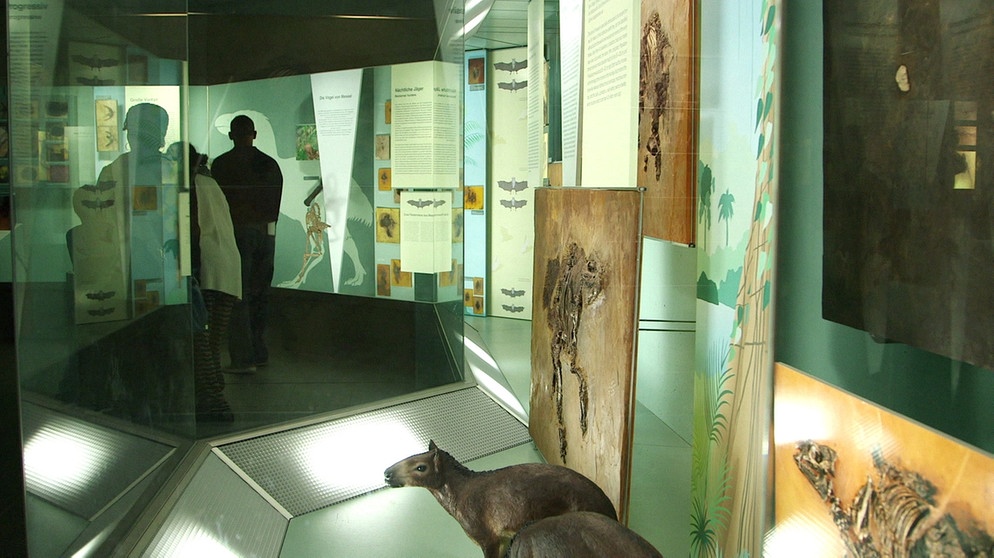 Ausstellungsraum der Senckenberg-Gesellschaft in Frankfurt. | Bildquelle: BR