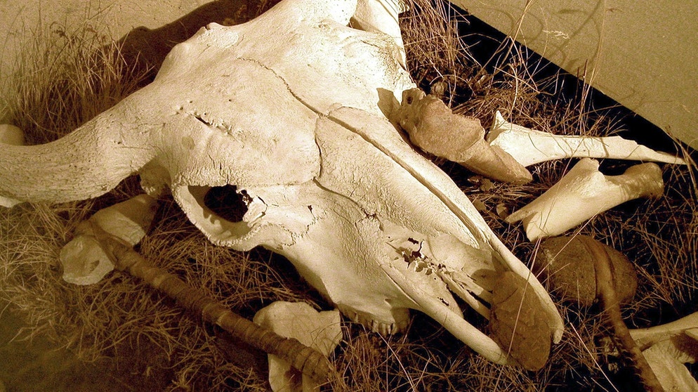 Büffelschädel im Interpretive Center des Head-Smashed Buffalo Jump. | Bildquelle: BR/SWR/Burkard Kreisel