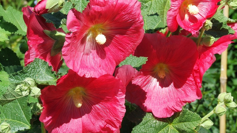 Ein wunderschöner Blickfang im Garten: Die Stockrose (Alcea rosea). | Bildquelle: BR