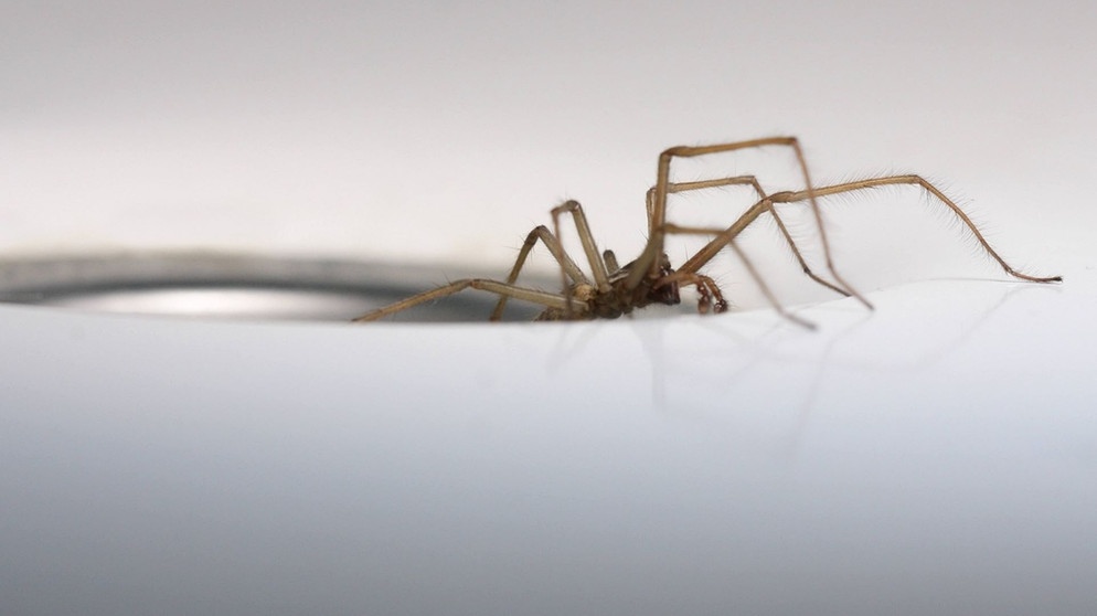 Spinne kriecht aus Abflussrinne | Bildquelle: picture-alliance/dpa