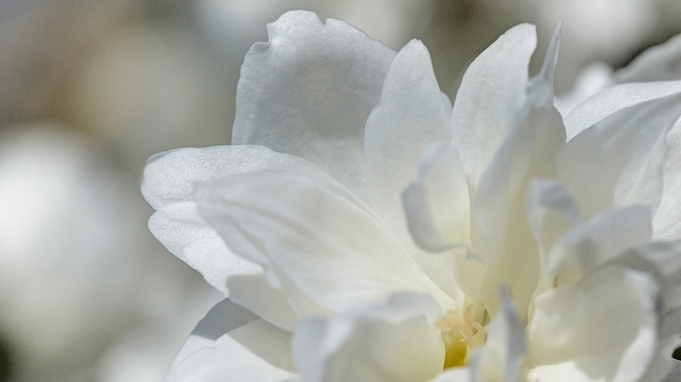 Jasmin-Blüte | Bildquelle: picture-alliance/dpa
