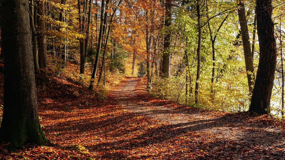 Forstweg durch einen herbstlich verfärbten Laubwald bei Moosham. | Bildquelle: BR/Herbert Ebner