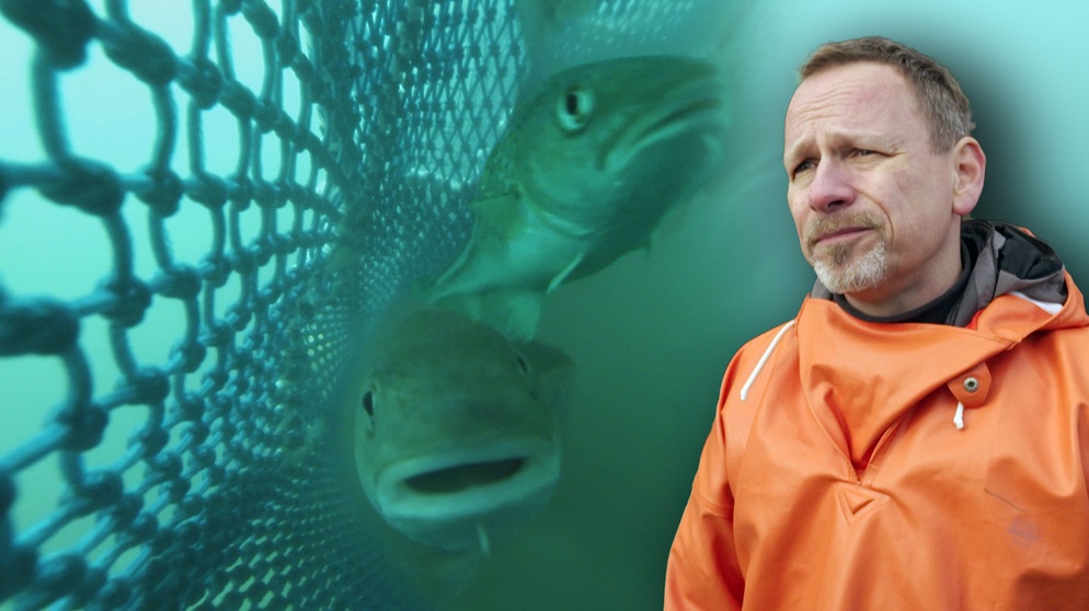 Collage Fische, Netze mit Fischereiökologe Christopher Zimmermann vom Thüneninstitut für Ostseefischerei. In der Ostsee und Nordsee verschwinden immer mehr Fische. Sind das Folgen von Überfischung und Klimawandel? | Bildquelle: BR/Gut zu wissen